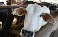 पशु बिक्री बैन पर सहमत नहीं गोवा सरकार