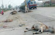 बिलासपुर के पास बेकाबू ट्रक ने 16 गायों को कुचला