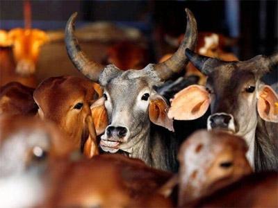 भगवान और मां के स्थान पर है गाय: हैदराबाद HC