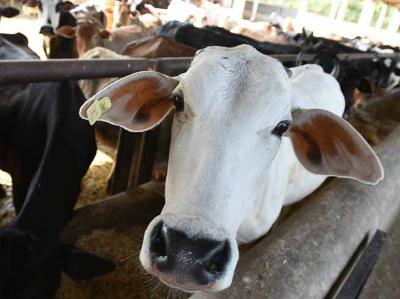 पशु बिक्री बैन पर सहमत नहीं गोवा सरकार