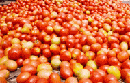 टमाटर 65 रुपये किलो, सरकार अलर्ट पर