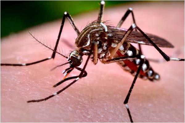 जम्मू में डेंगू ने मचाया आतंक, 59 रोगियों को मारा डंक