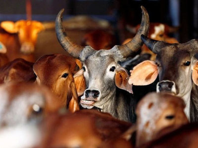 राजौरी घटना में गोरक्षकों का हाथ नहीं: DC