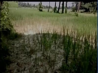 वैशाली: किसानों के खेत में बहाए एक लाख लीटर शराब