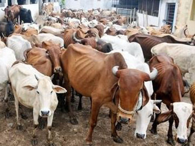 गुड़गांव के मौलाना ने की गोहत्या पर प्रतिबंध की अपील