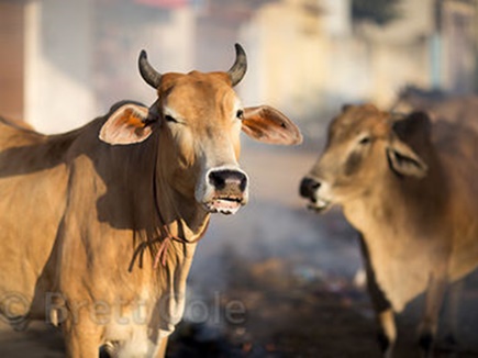 कश्मीरी छात्र ने गाय को लेकर किया आपत्तिजनक पोस्ट, जांच शुरू
