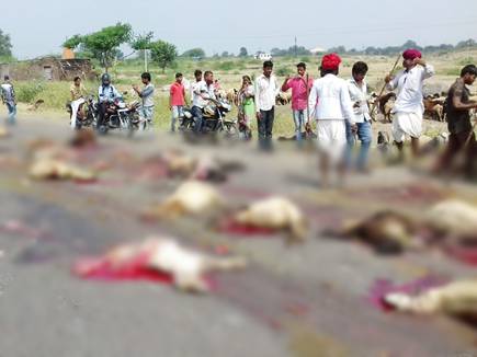 ट्रक के चपेट में आकर 50 भेड़ों की मौत