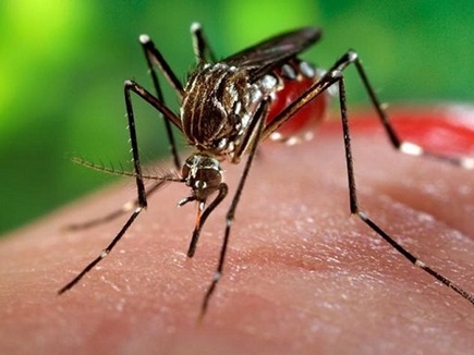 आईआईटी रुड़की ने खोजा चिकनगुनिया का इलाज