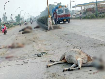 बिलासपुर के पास बेकाबू ट्रक ने 16 गायों को कुचला