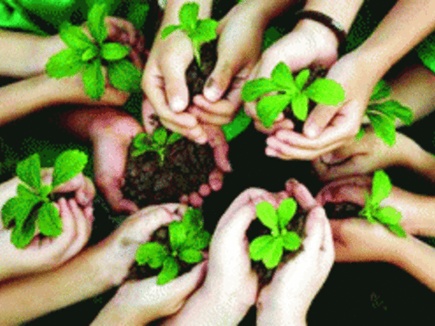 मप्र में 40 करोड़ पौधे लगाने के बाद भी घट गई हरियाली