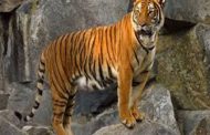 देश में सबसे ज्यादा बाघों की मौत मप्र में
