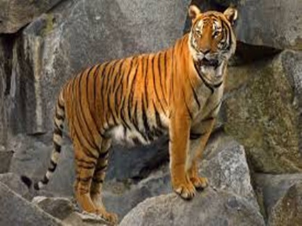 देश में सबसे ज्यादा बाघों की मौत मप्र में